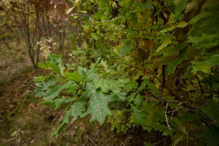 Вырубка деревьев в парке "За Cаймой". Сургут, дендрарий, дубы