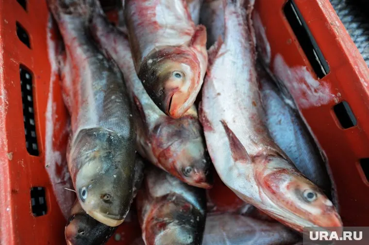 Рыба с плесенью была куплена в магазине торговой сети «Магнит»