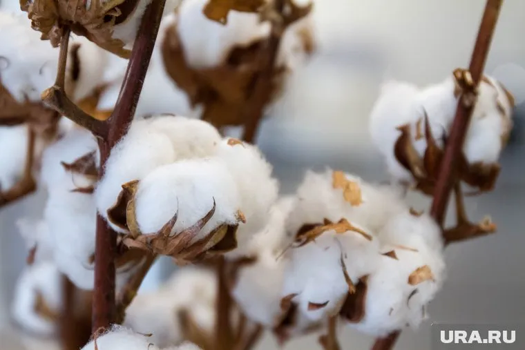 Коронавирус быстро погибает на одежде из хлопка, заявили исследователи