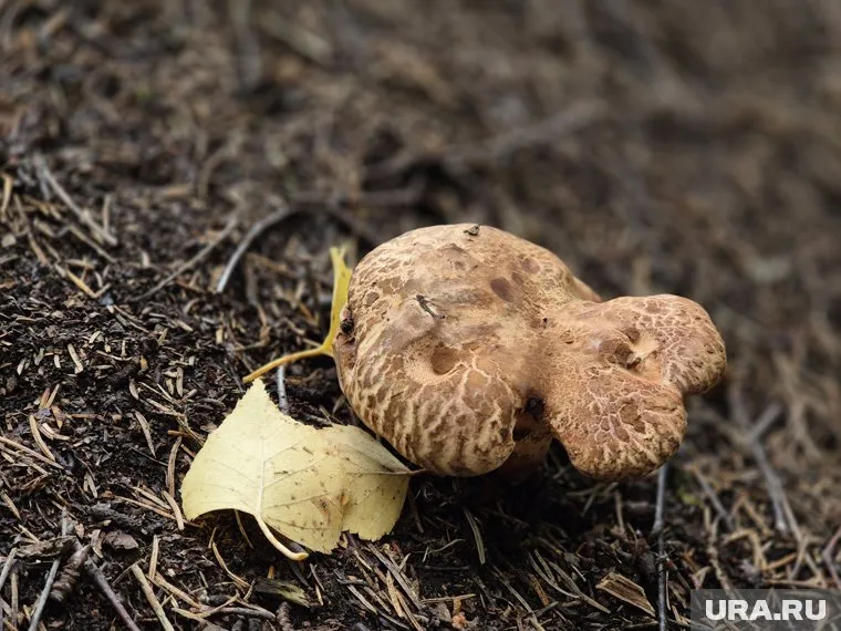 Грибной улов свердловчане обнаружили в направлении Ревды