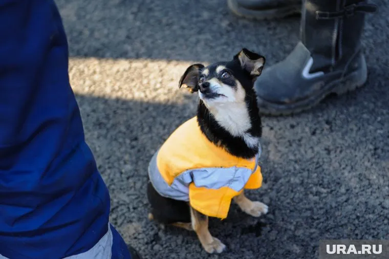 Собачников обязали убирать за питомцами