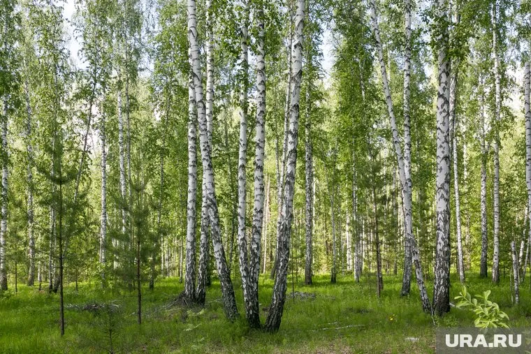 Березовый сок появился с наступлением тепла