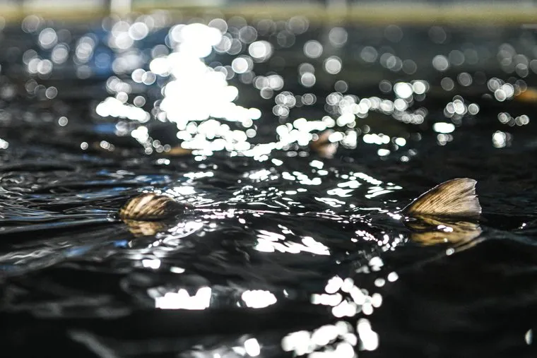 Форелевая ферма Уральской рыбной компании. Свердловская область, Заречный