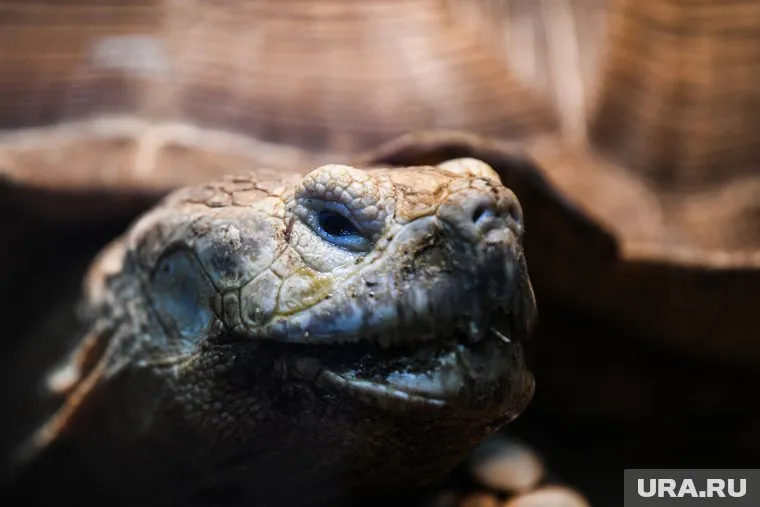 Инфекцию обнаружили в образцах черепах