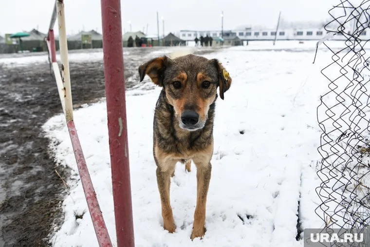 В приюте «Доброе сердце» находится 400 собак