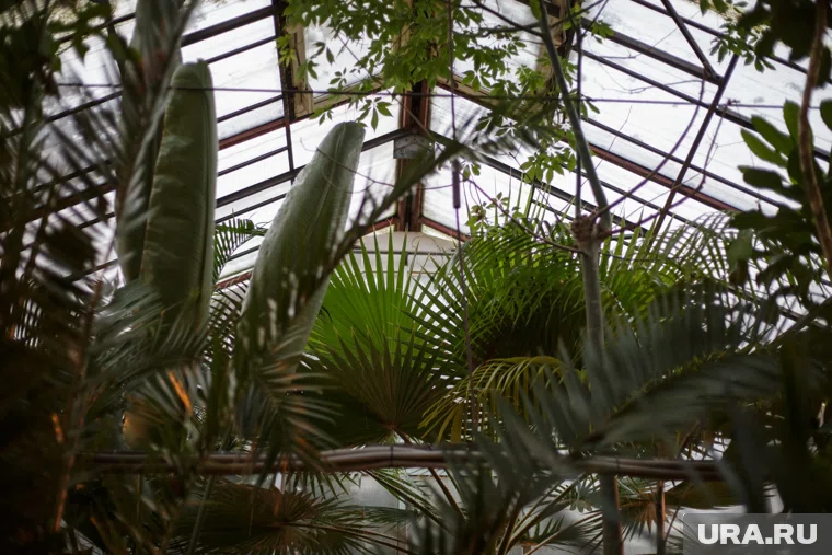 Тропические растения спасают от уральских морозов