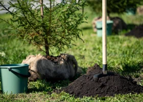 Власти Сургута изменили подход к озеленению городских улиц