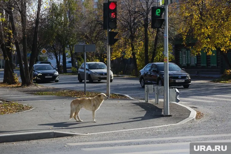 Бродячие собаки больше года терроризируют жителей микрорайона