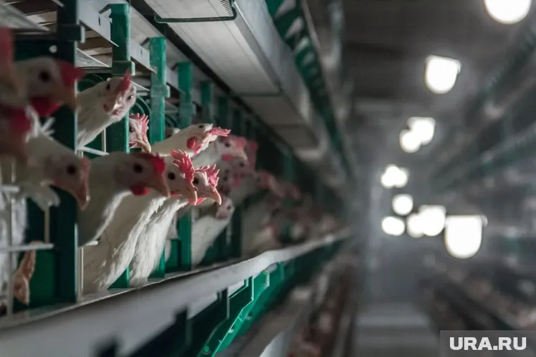 Умерших птиц выбросили в реку