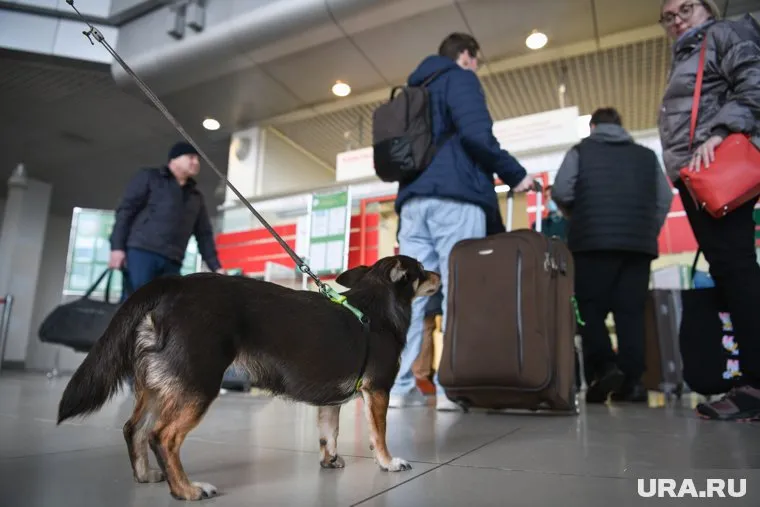 Очередь возникла в терминале В