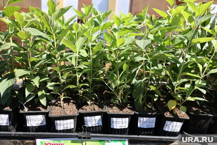 Краденные растения пермячка посадила у себя дома