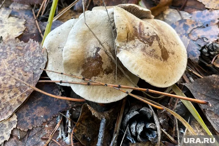 Самые урожайные места - Ирбитский и Московский тракты