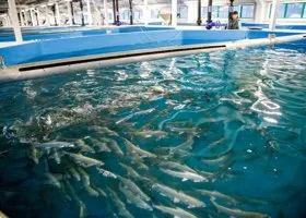 Власти объяснили, почему на десять лет лишили ямальцев деликатесной рыбы