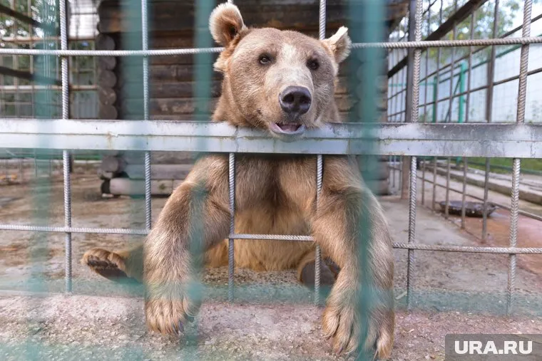 Медведя в пригороде Тюмени заметили грибники