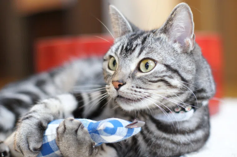 Пермяки регулярно покупают своим кошкам игрушки