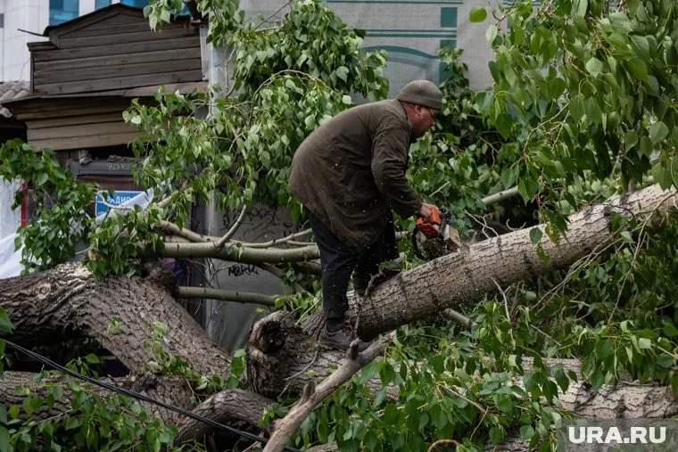 Шквалистым ветром в Перми валило деревья (архивное фото)