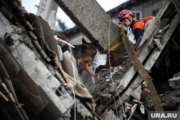 Кинологи ищут людей