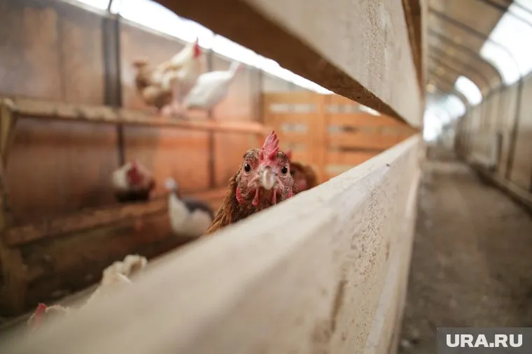 Из-за разведения кур люди опасаются нашествия мух
