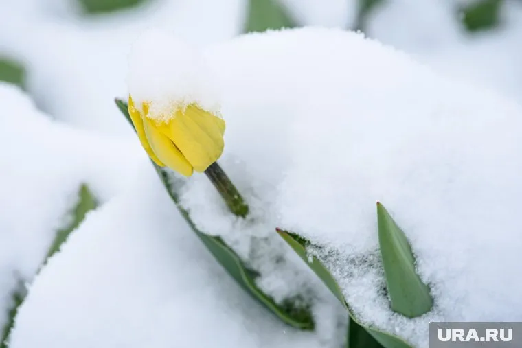 Регион накроет снегом уже в понедельник, 28 апреля