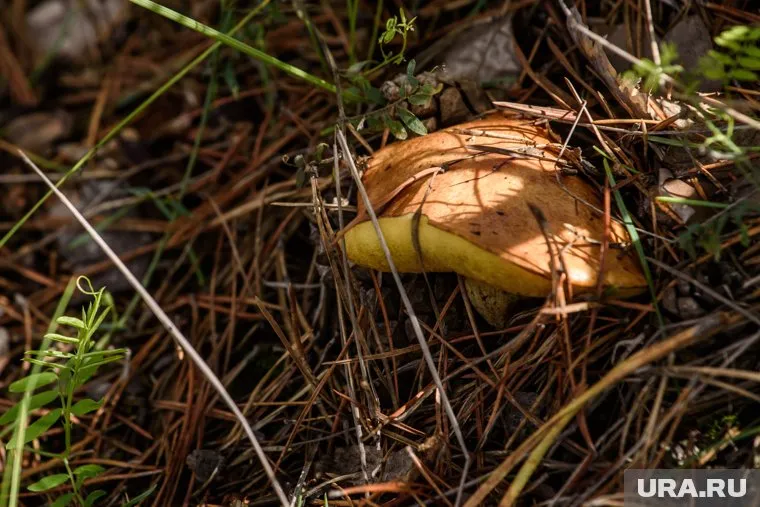 Первые маслята находят грибники в лесах региона