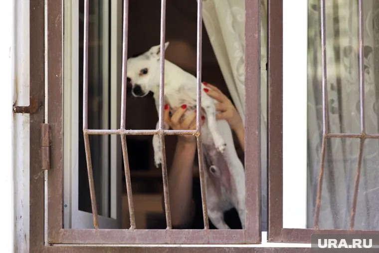 Мужчина выбросил щенка из окна (архивное фото)