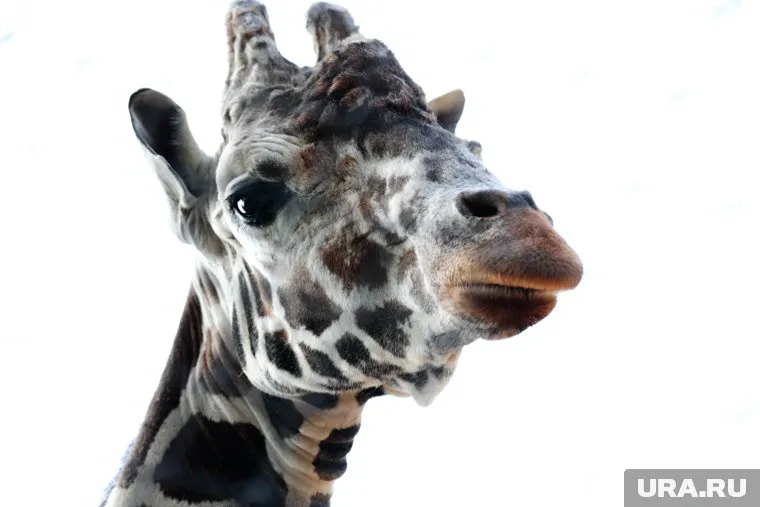 У Самсона был мудрый взгляд, рассказали в зоопарке