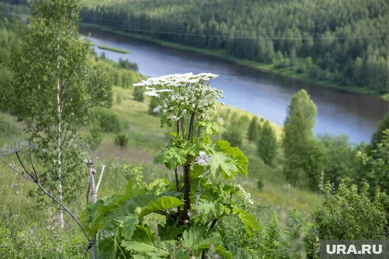 В Перми увеличат финансирование на уничтожение борщевика и уссурийского полиграфа