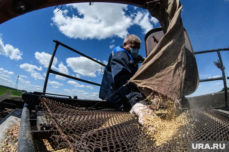 Каждый пятый кусок пшеничного хлеба в мире сделан из отечественного зерна