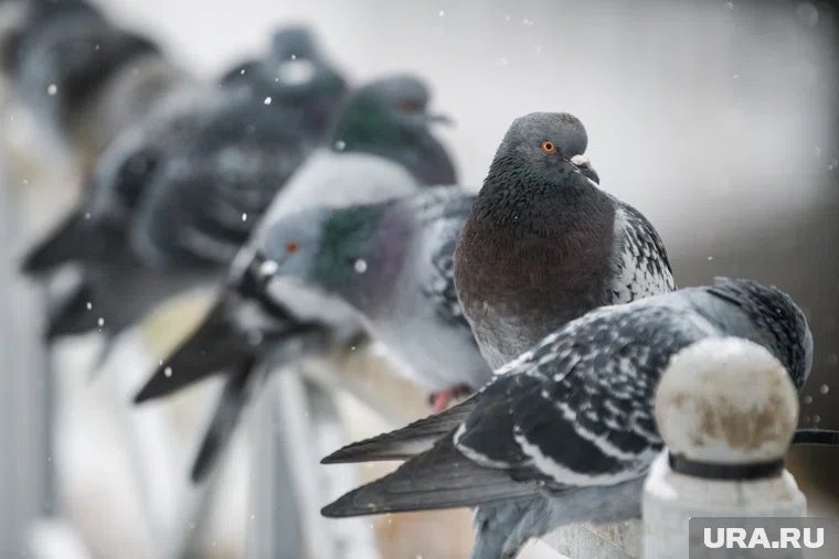 Голуби способны отличать собственное отражение от другого живого существа 