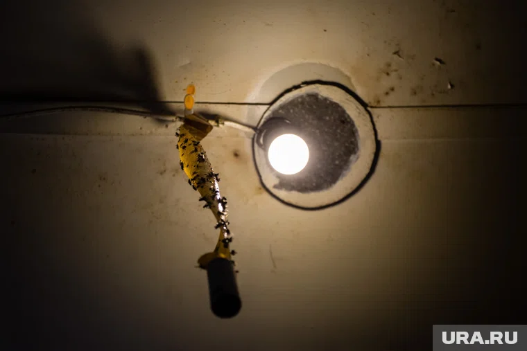 Насекомые стали настоящим бедствием для жильцов дома на Карбышева