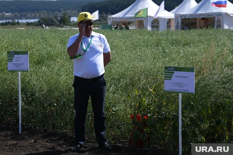 Попытки продавать рапсовое масло в сетях ритейла закончились провалом