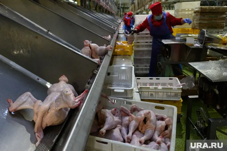 Белоруссия приостановила экспорт куриного мяса в РФ