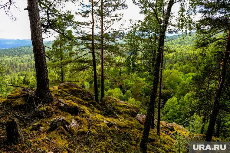 Тело пациента нашли спустя три месяца в лесу