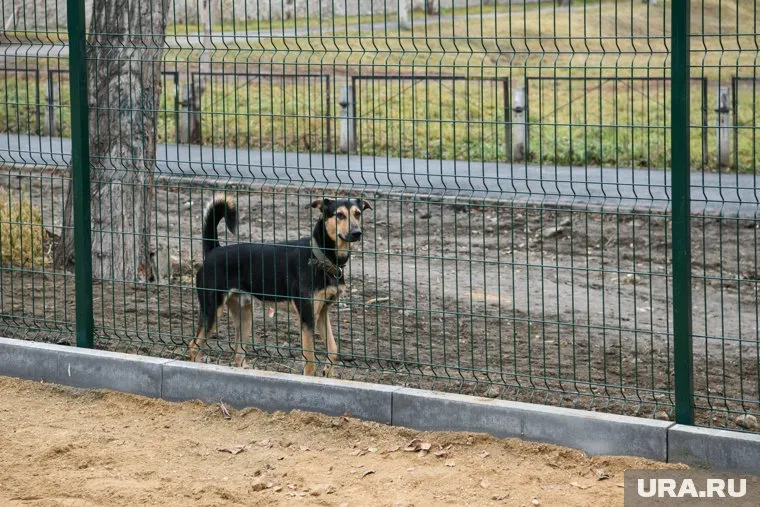 Собака напала на таксу и ребенка 