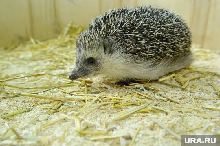 Еж обыкновенный занесен в Красную книгу Тюменской области 