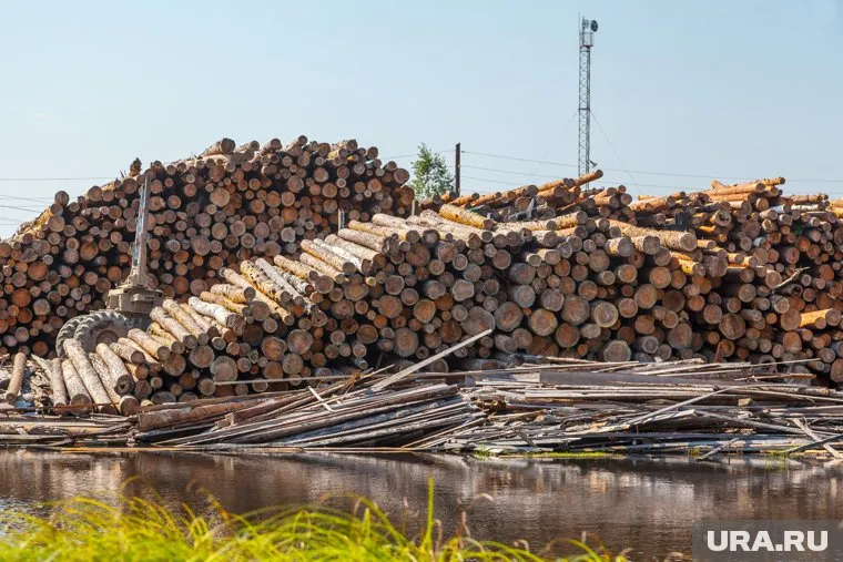 Запрещенных организмов в лесоматериалах выявлено не было