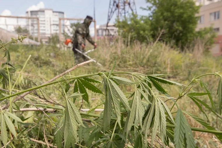 Клипарт. Курган. Уничтожение конопли, монтажные работы Курганэнерго, уничтожение конопли