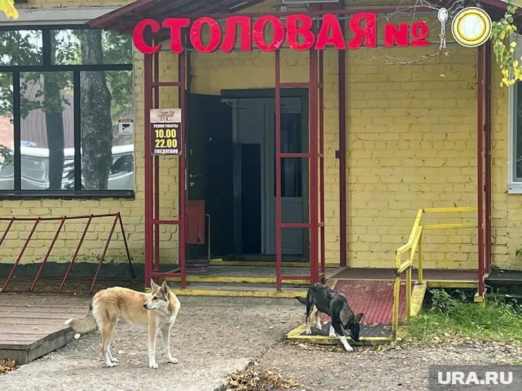 В Перми зарегистрировано 4 случая нападения бездомных собак на людей