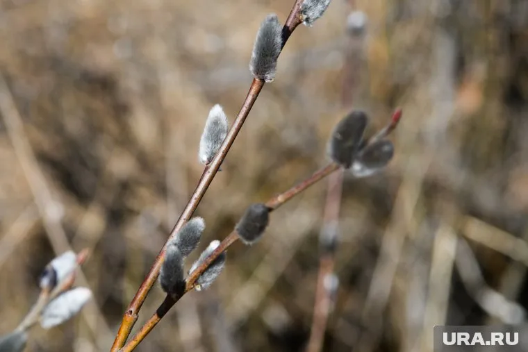 Метеорологическая весна в Москве наступит 25 марта
