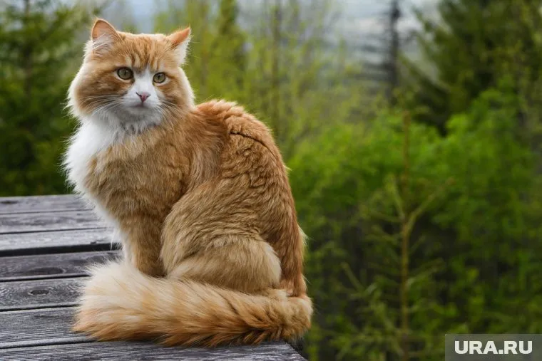 Кота Сеню привезли в клинику Екатеринбурга