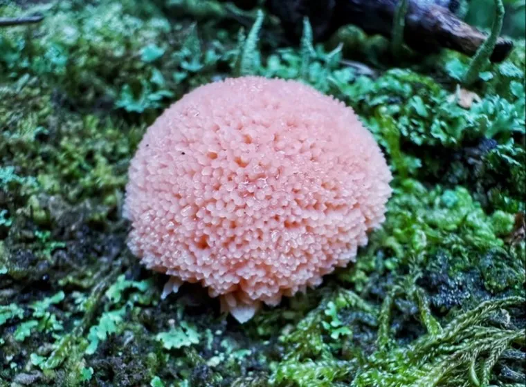 Слизевик питается бактериями