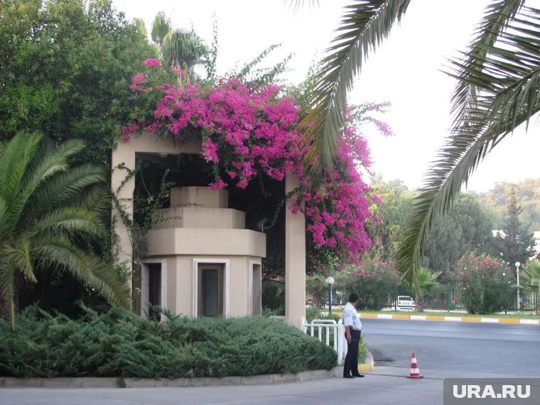 Лесные пожары вплотную подошли к отелям в турецкой провинции Анталья (фото из архива)