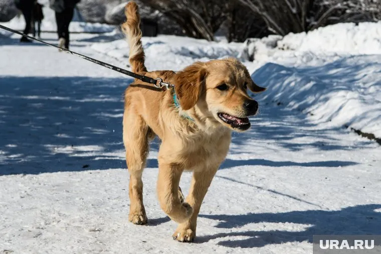 Мясников рассказал о возможном заражении коронавирусом домашних питомцев