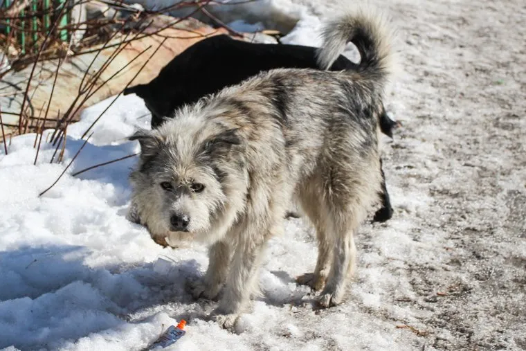 Гаражи под снос.Курган, собаки, бездомные животные