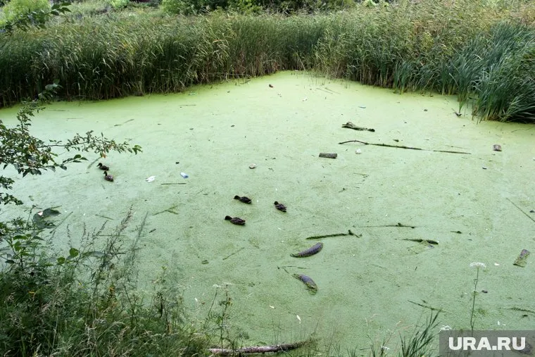 Заняться расчисткой Битевки власти обещают уже не первый год