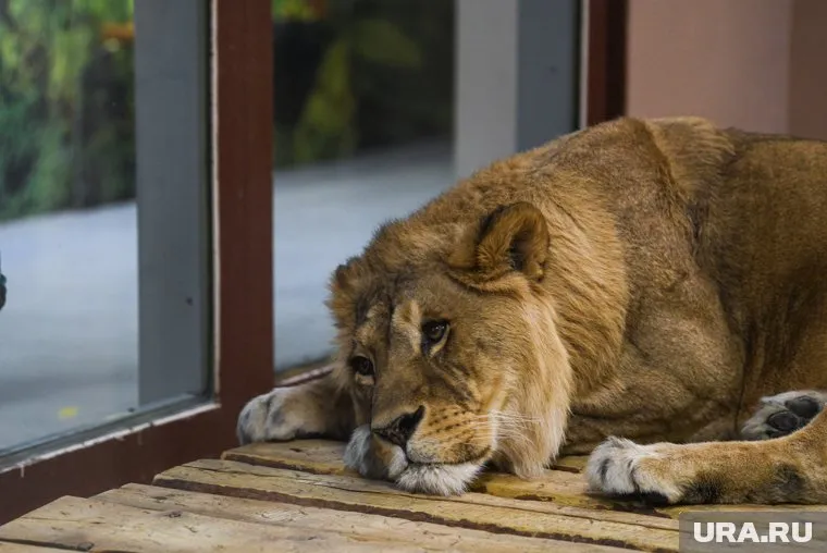 От дня льва до дня строителя: что празднуют 10 августа 2025 года