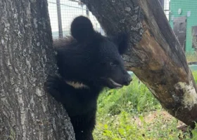 «Никогда не грустит»: в Пермском зоопарке рассказали о жизни спасенной медведицы