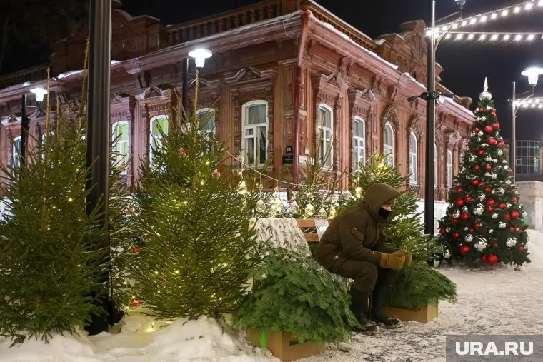 Живые иностранные ели, сосны и пихты подорожали в два раза