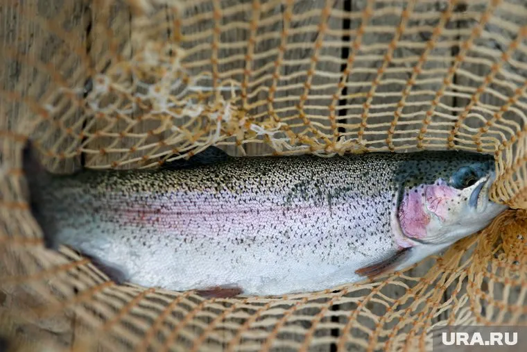 Наводнение пополнило «рыбный фонд» Курганской области