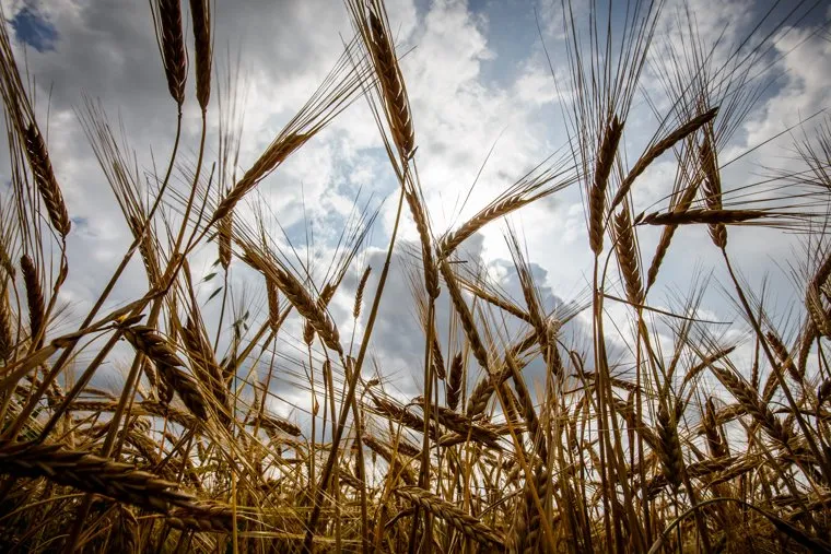 Начало уборочной кампании. Сельхозугодья Белоярского района. Екатеринбург